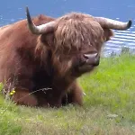 Fjordhytte-7, Im Vestland, Am Maurangerfjord Beim Hardanger, Nahe Trolltunga, Zwischen Odda Und Rosendal Sundal