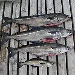 Fjordhytte-7, Im Vestland, Am Maurangerfjord Beim Hardanger, Nahe Trolltunga, Zwischen Odda Und Rosendal