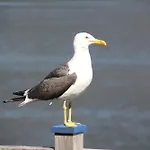 Feriehus Fjordhytte-7, Im Vestland, Am Maurangerfjord Beim Hardanger, Nahe Trolltunga, Zwischen Odda Und Rosendal *